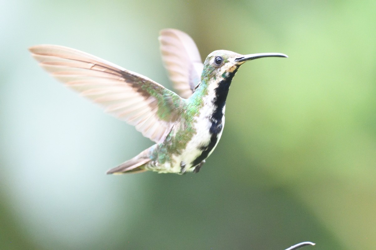 Black-throated Mango (Ecuadorian) - ML638729774