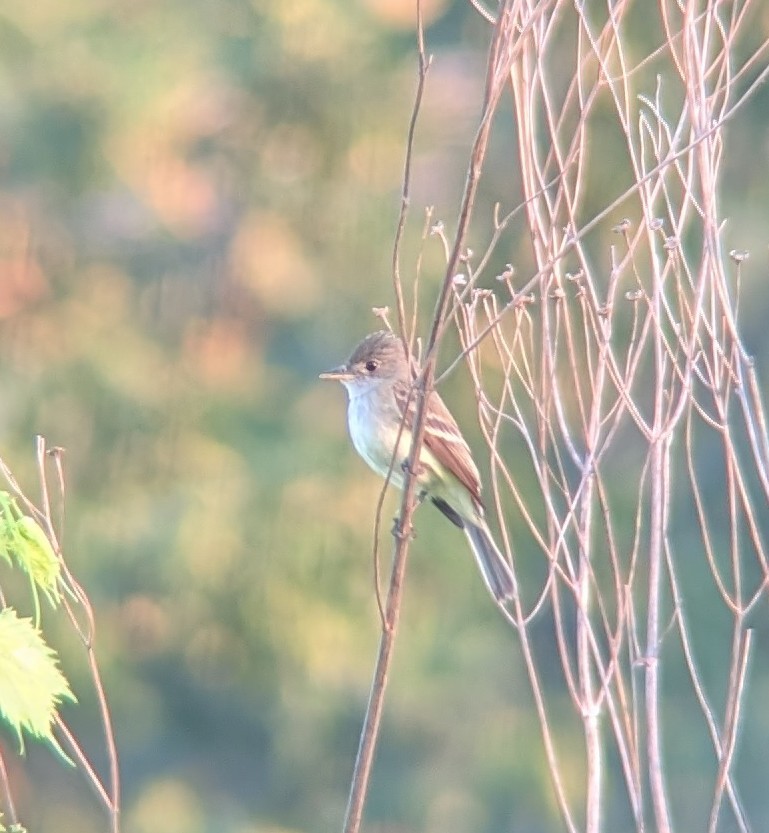 Willow Flycatcher - ML638729776