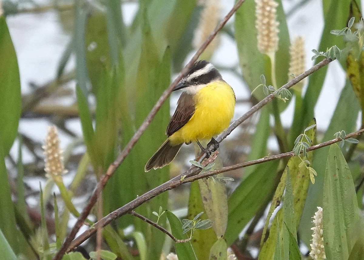 Lesser Kiskadee - ML638729777