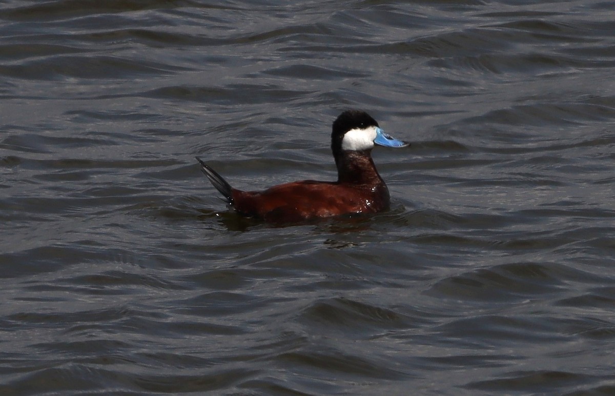 Ruddy Duck - ML638729779