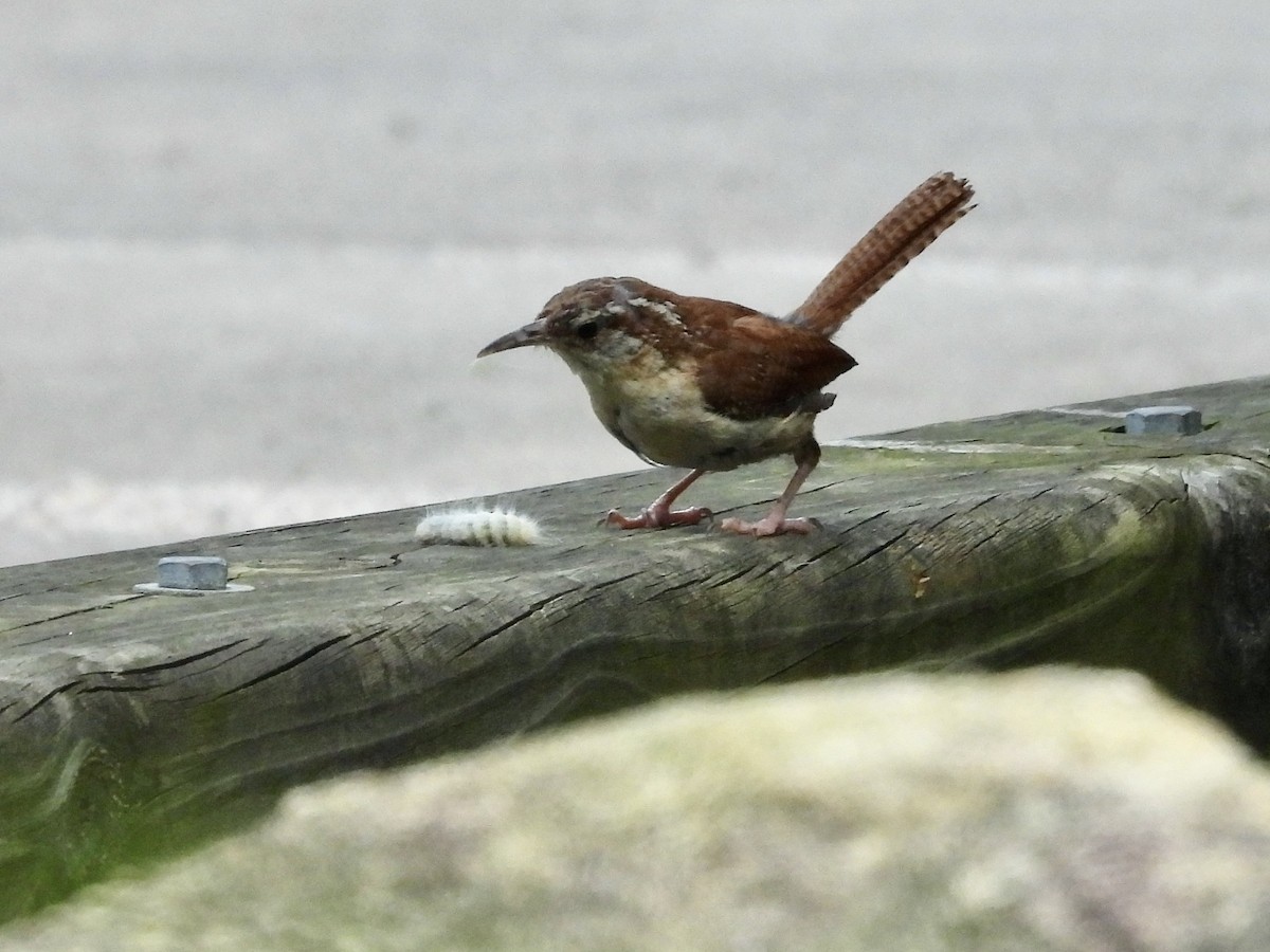 Carolina Wren - ML638729782