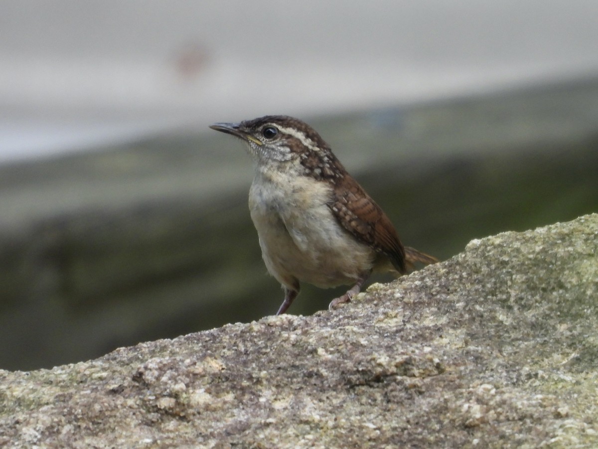 Carolina Wren - ML638729787