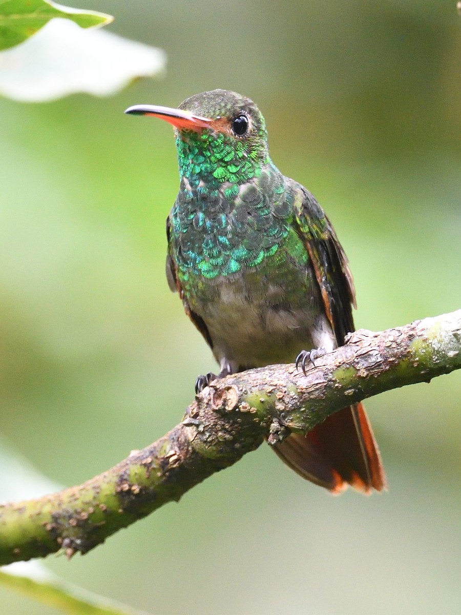 Rufous-tailed Hummingbird (Rufous-tailed) - ML638729798