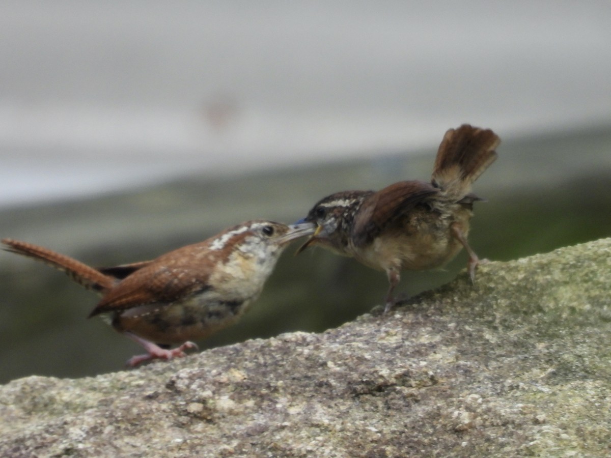 Carolina Wren - ML638729801