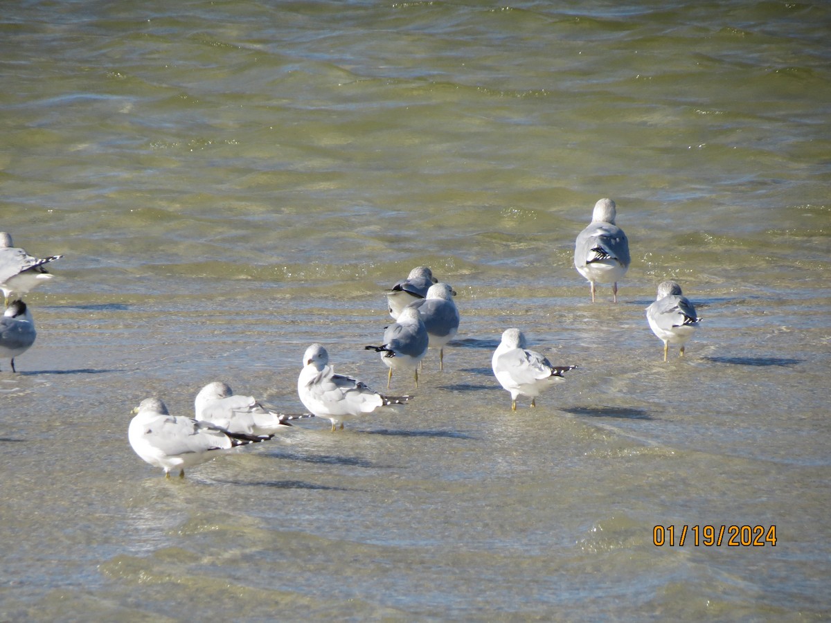 Ring-billed Gull - ML638729802