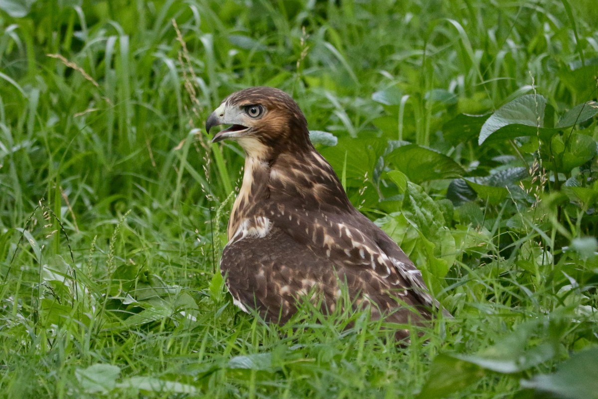 Red-tailed Hawk - ML638729842