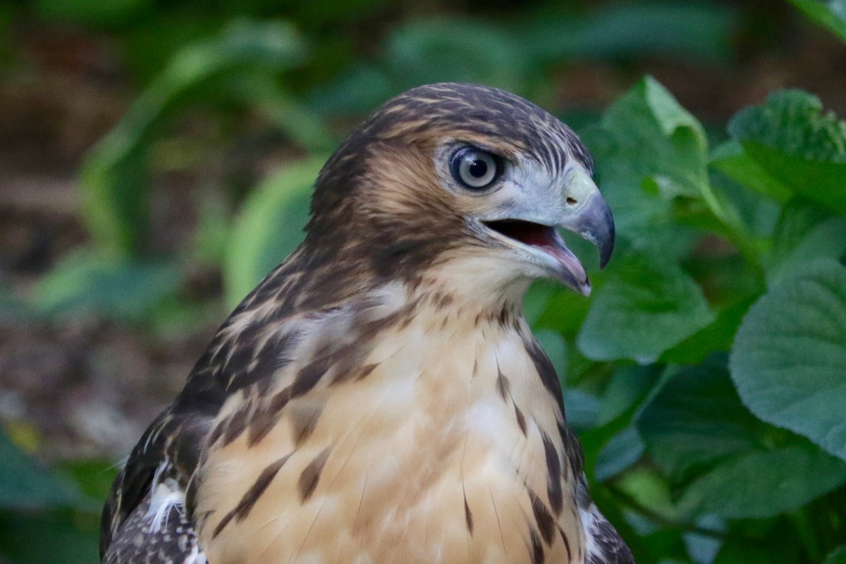 Red-tailed Hawk - ML638729843