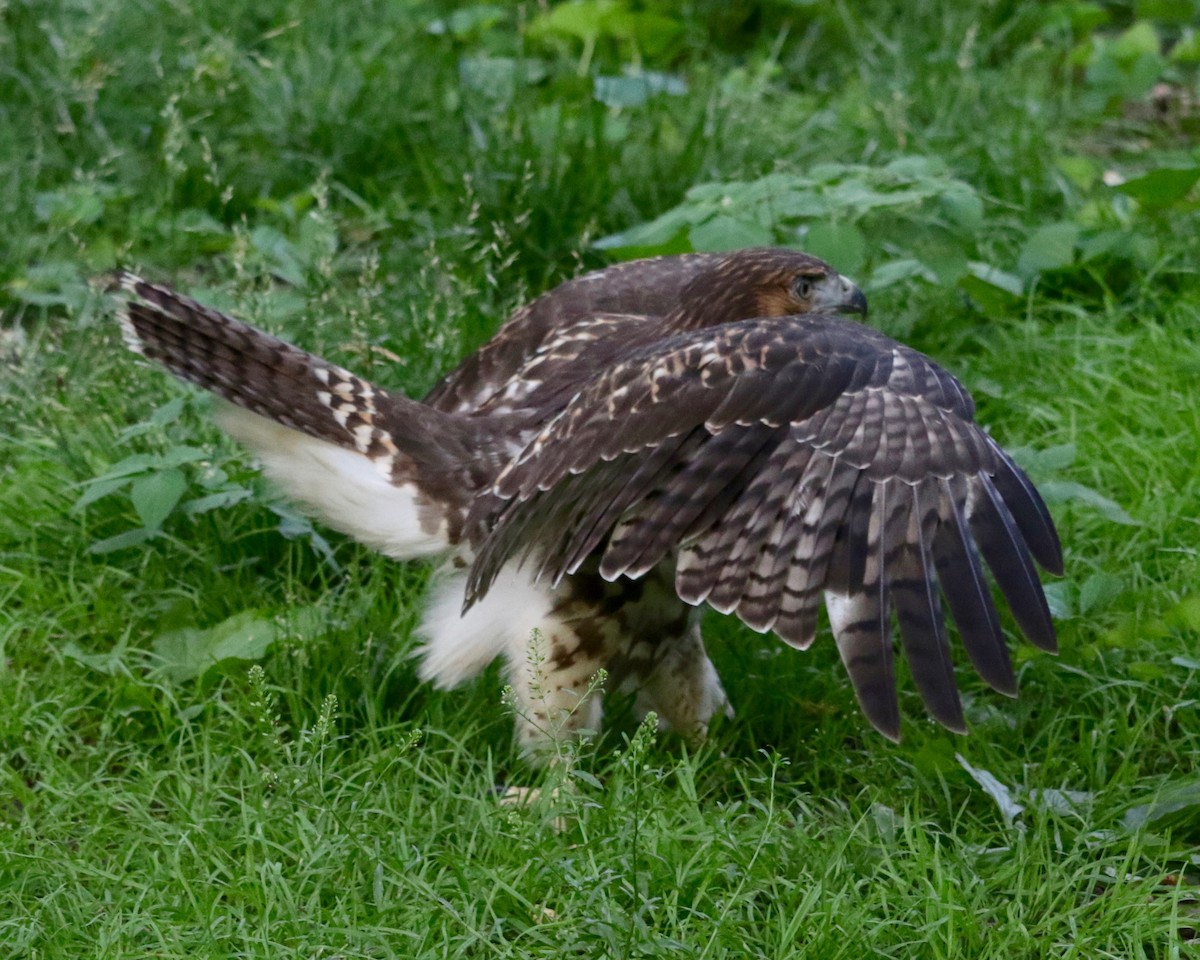 Red-tailed Hawk - ML638729847