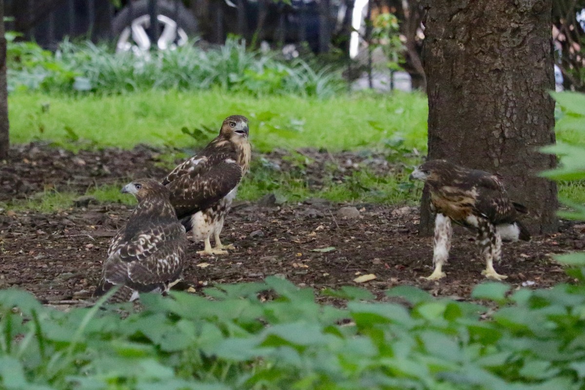 Red-tailed Hawk - ML638729848