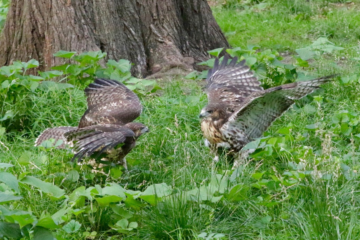 Red-tailed Hawk - ML638729849