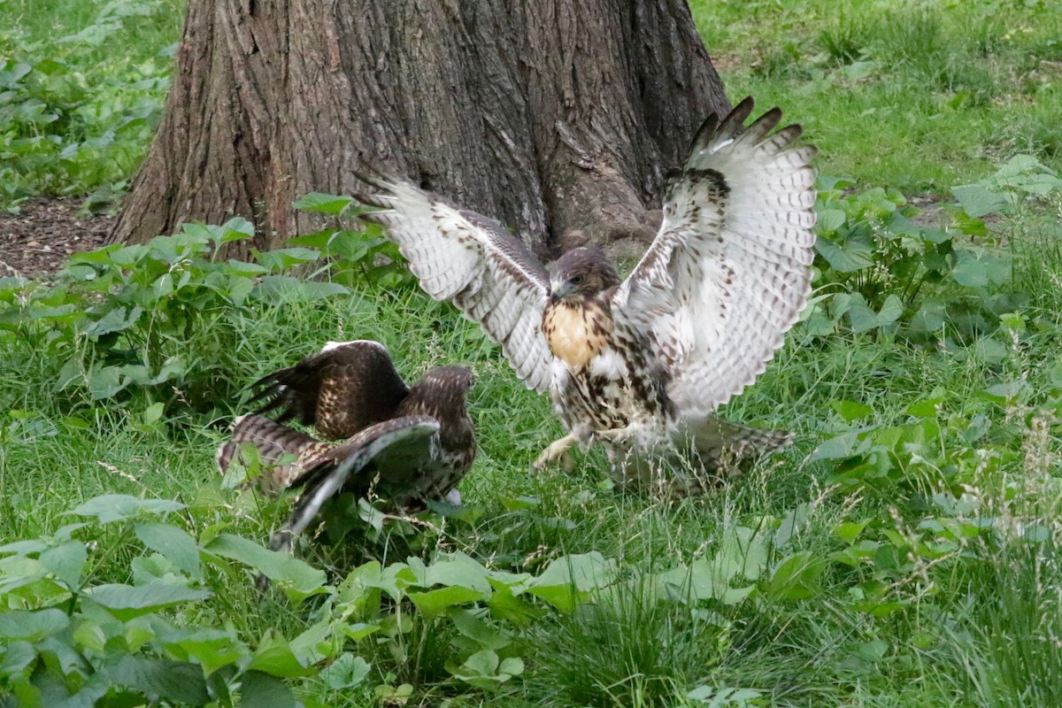 Red-tailed Hawk - ML638729851