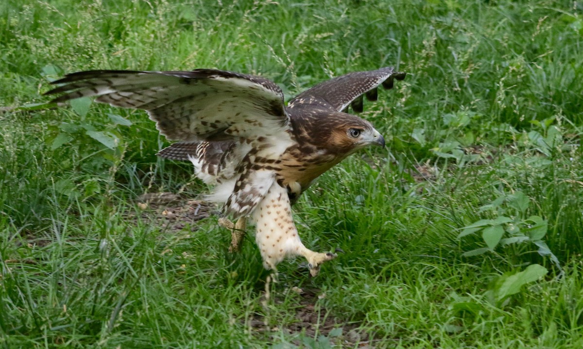 Red-tailed Hawk - ML638729854