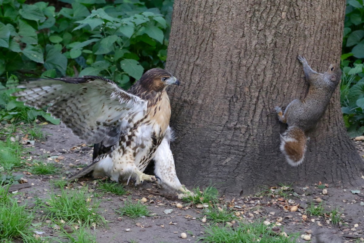 Red-tailed Hawk - ML638729857