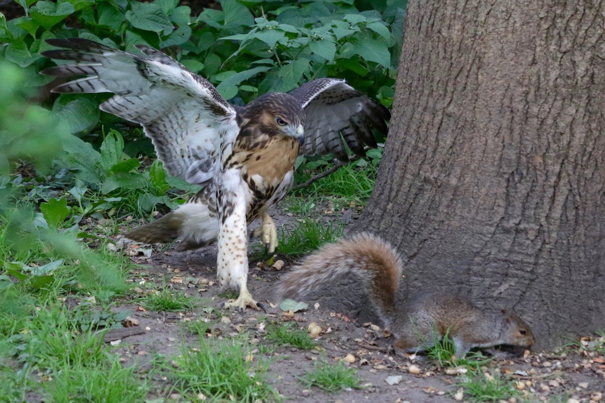 Red-tailed Hawk - ML638729858
