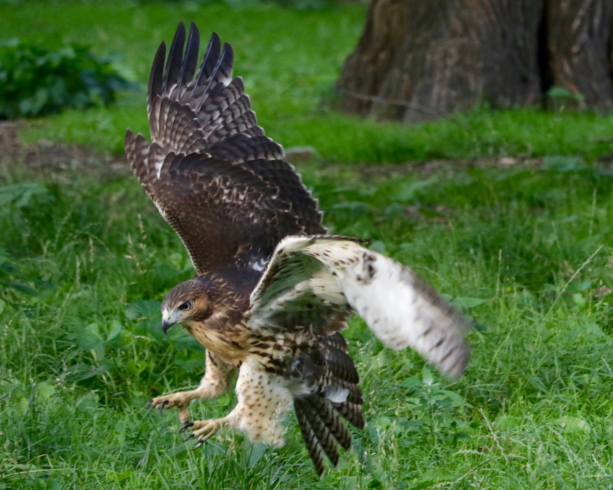 Red-tailed Hawk - ML638729859