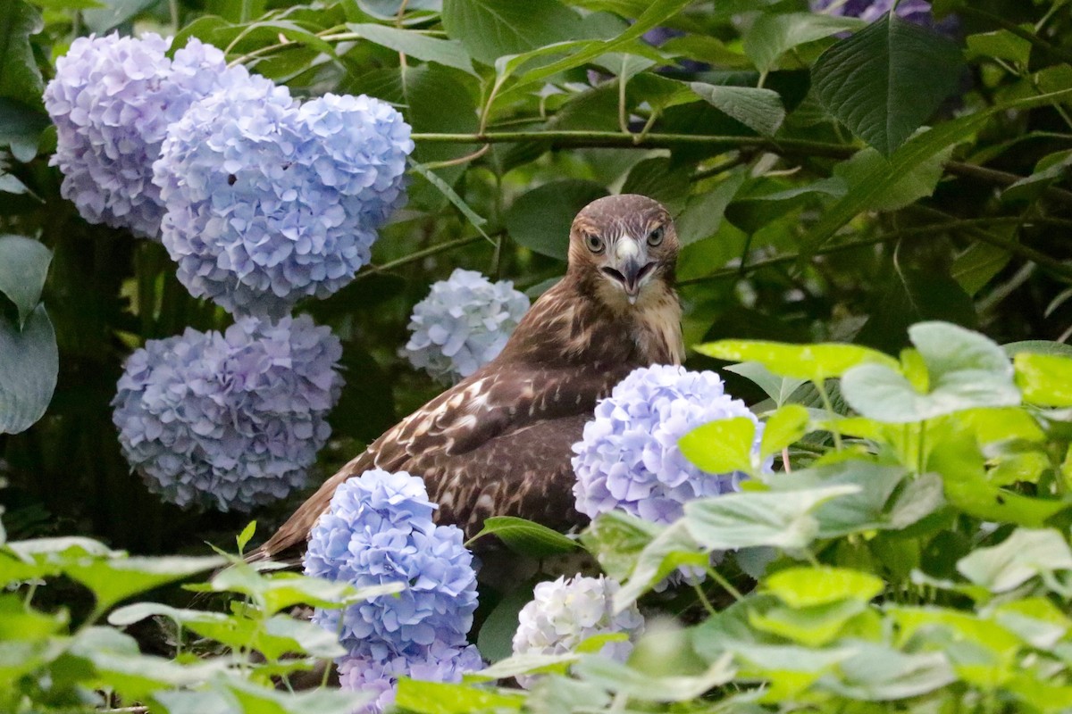 Red-tailed Hawk - ML638729862