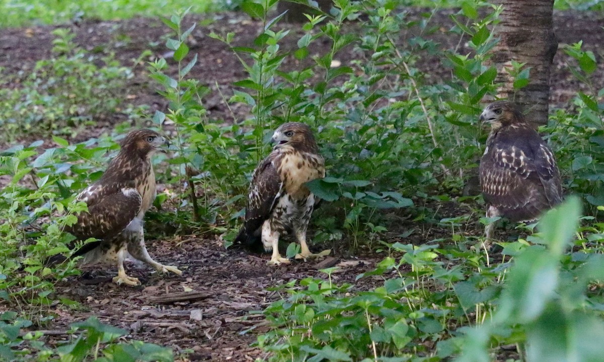 Red-tailed Hawk - ML638729864