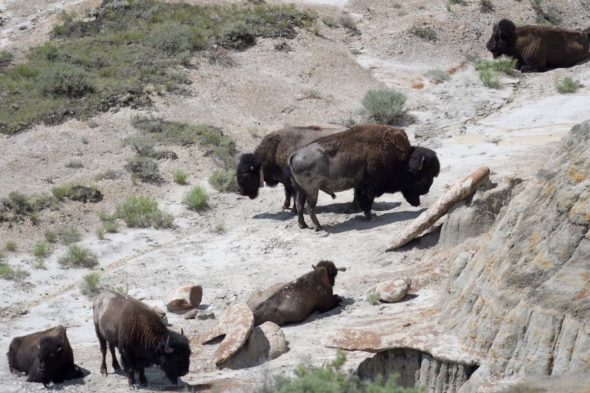 American Bison - ML638729873