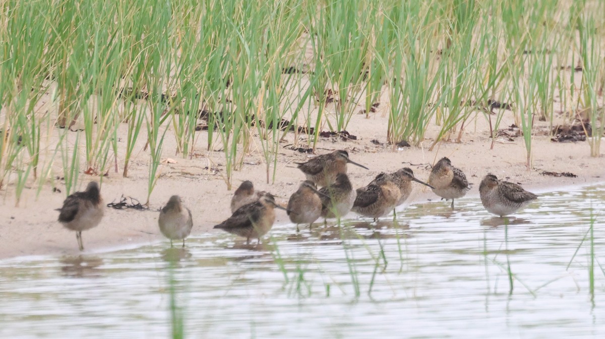 Short-billed Dowitcher - ML638729892