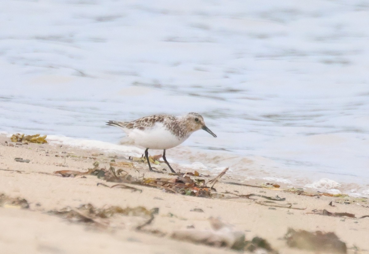 Гурвалж элсэг - ML638729902