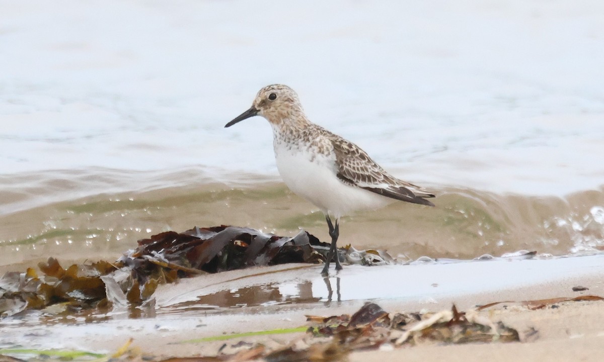 Гурвалж элсэг - ML638729903