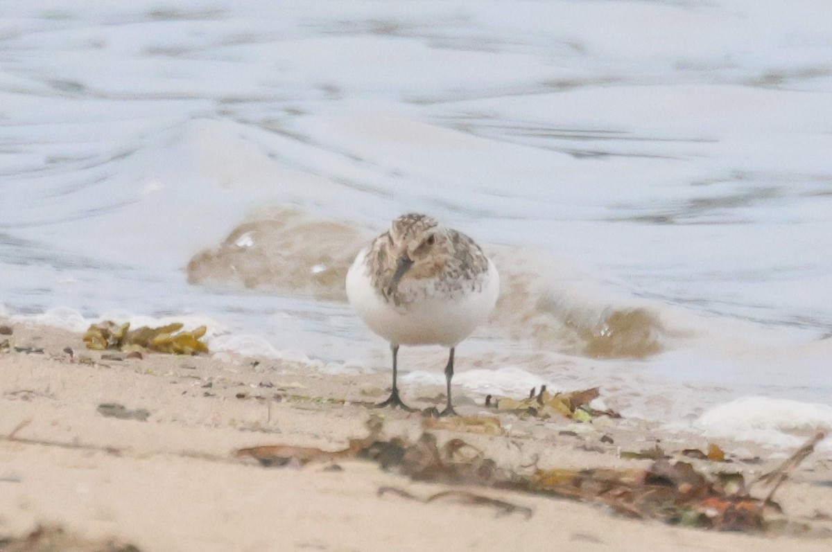 Гурвалж элсэг - ML638729904