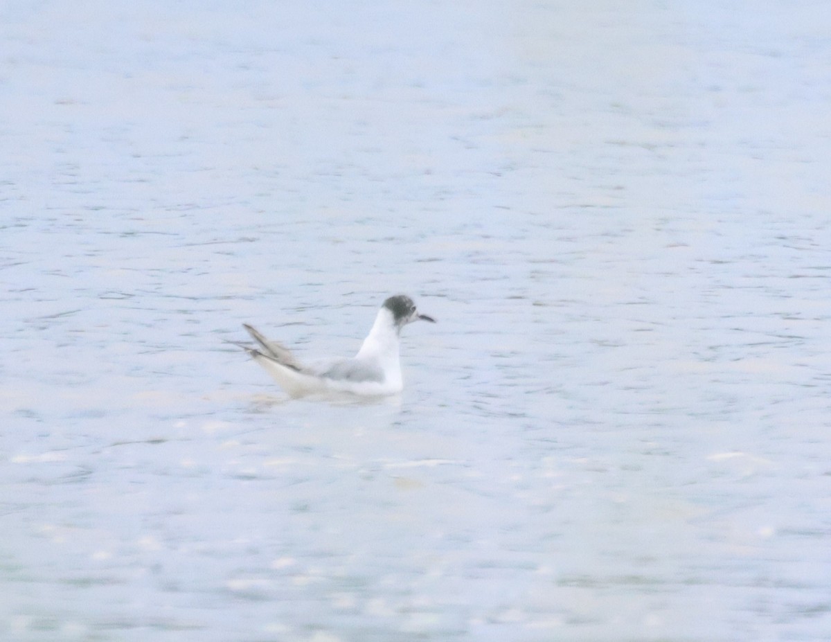 Bonaparte's Gull - ML638729912