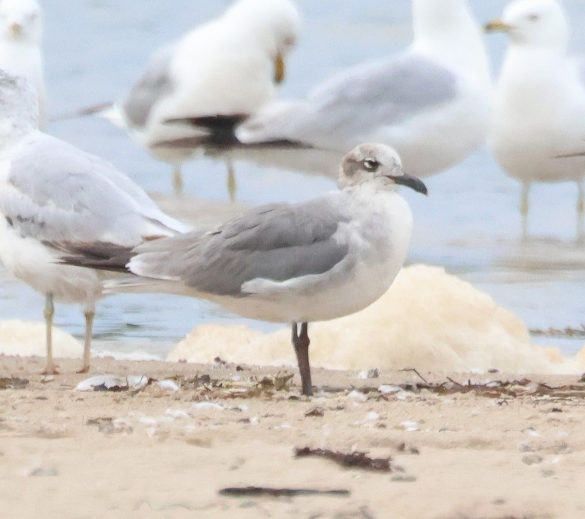 Laughing Gull - ML638729915