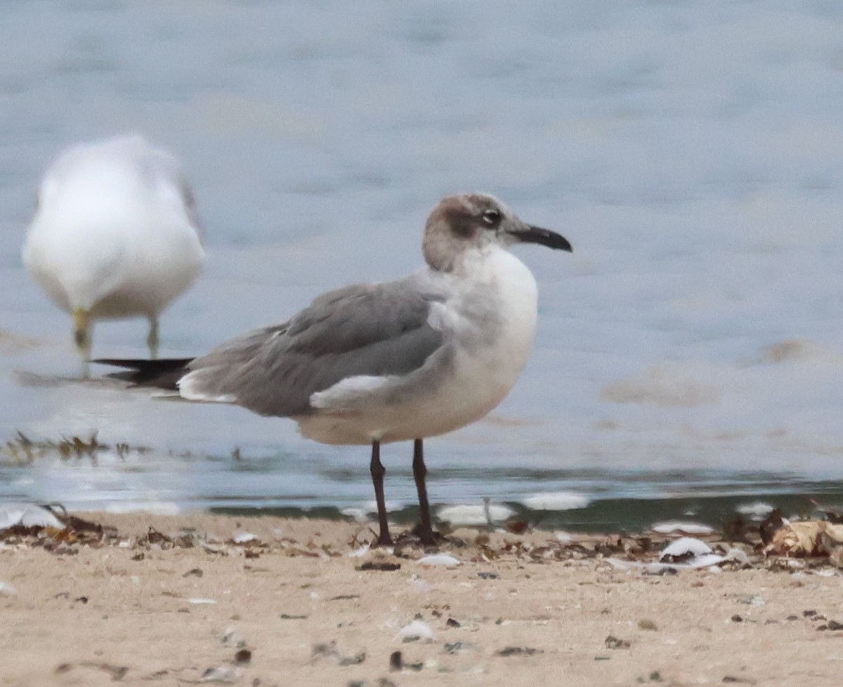 Laughing Gull - ML638729916