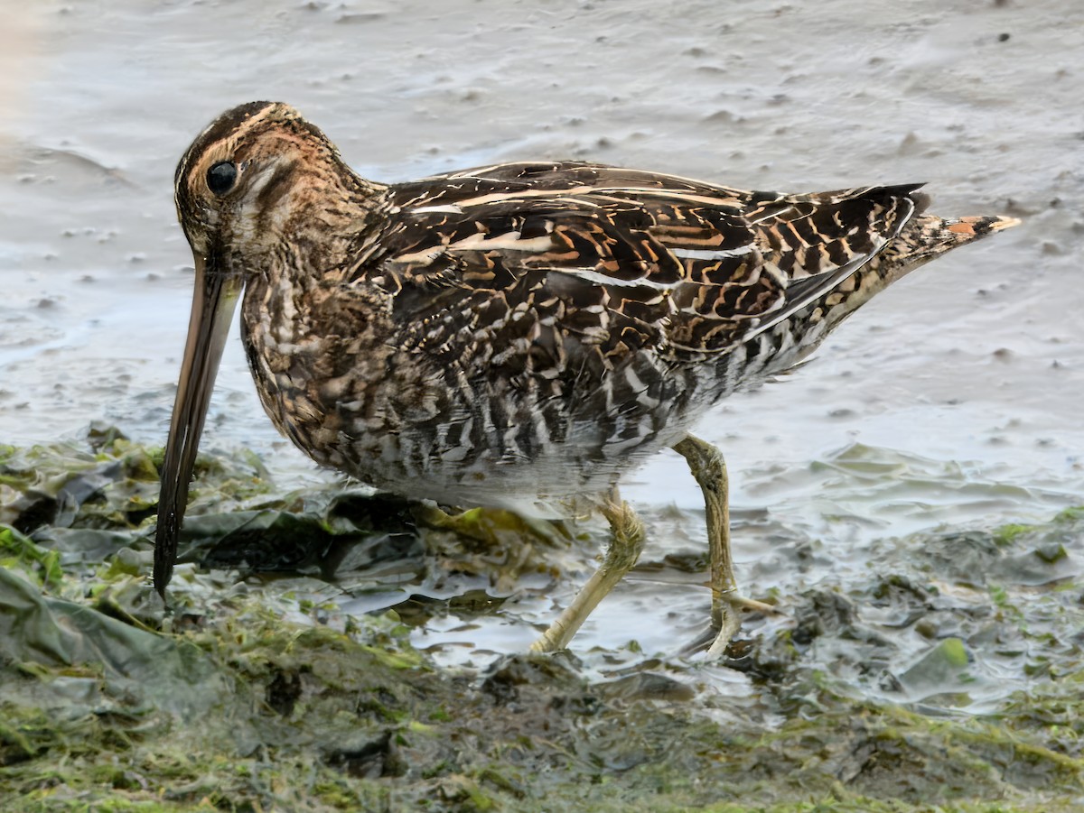 Wilson's Snipe - ML638729921
