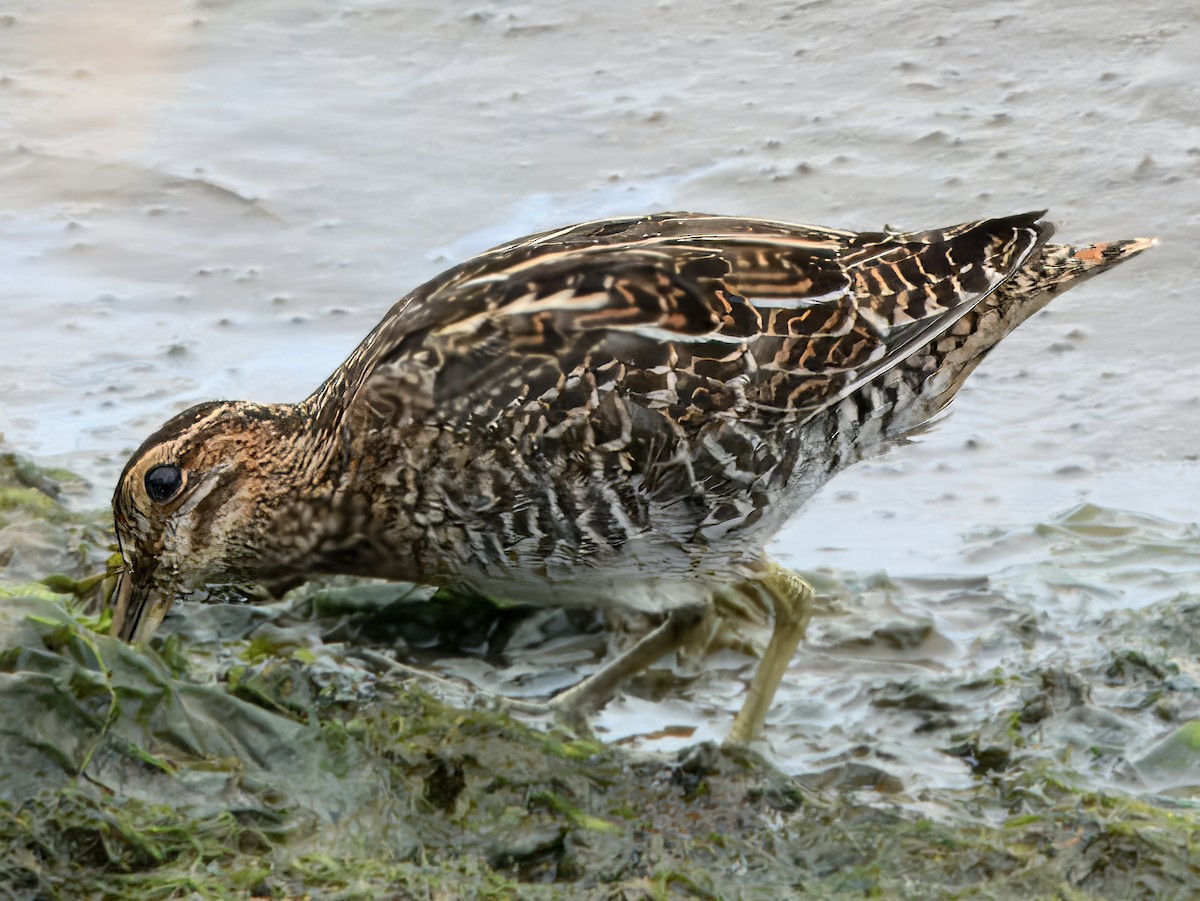 Wilson's Snipe - ML638729922