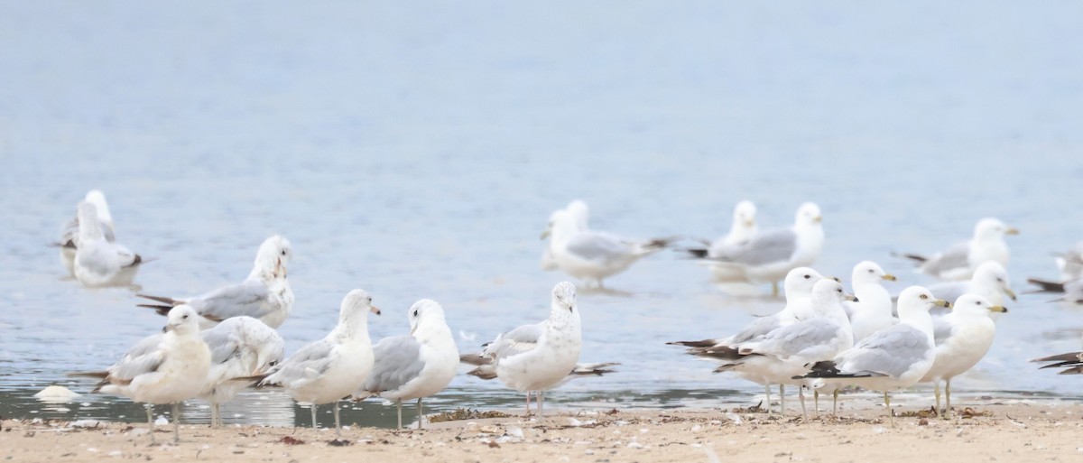 Ring-billed Gull - ML638729923