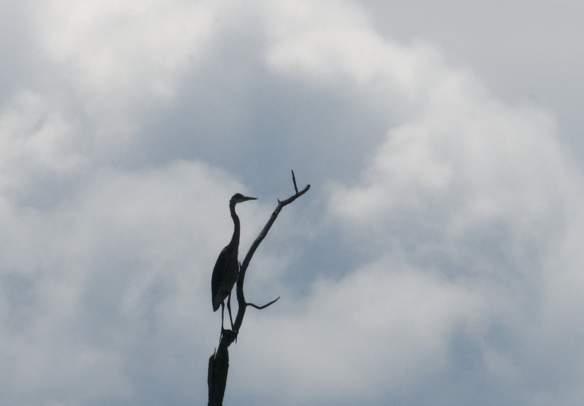 Great Blue Heron - ML638729924