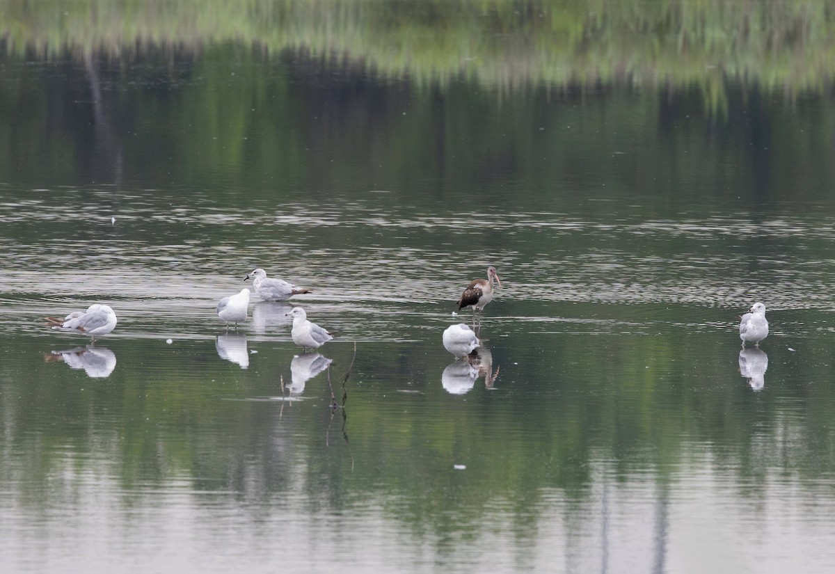 White Ibis - ML638729926