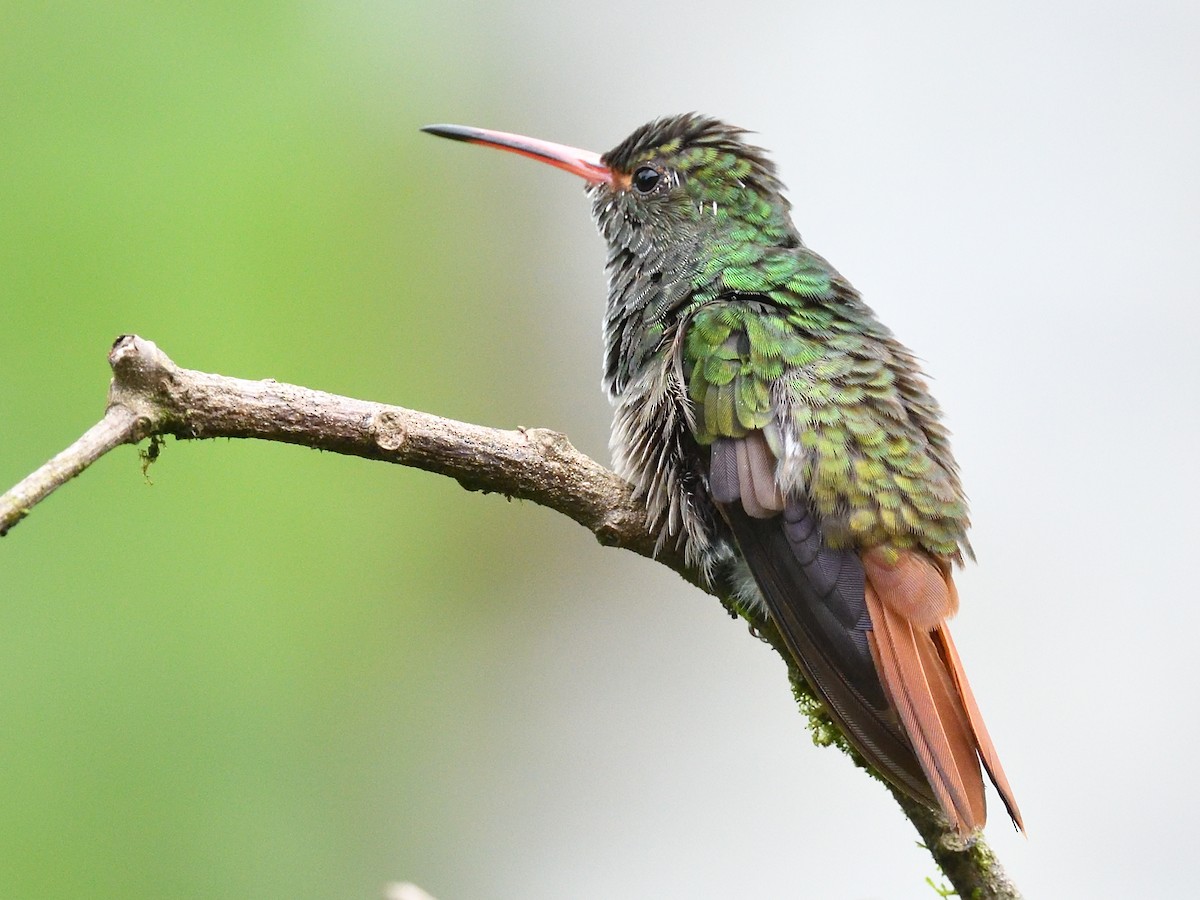 Rufous-tailed Hummingbird (Rufous-tailed) - ML638729937