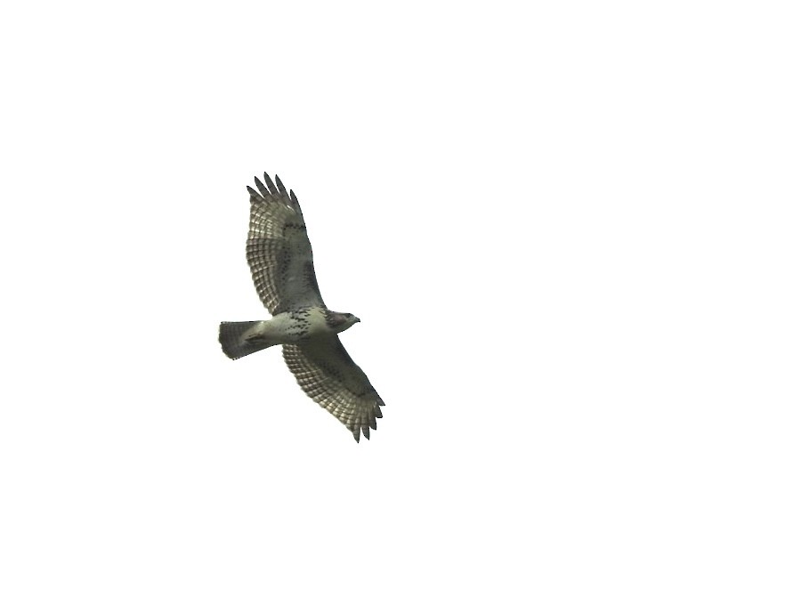 Red-tailed Hawk - ML638729999
