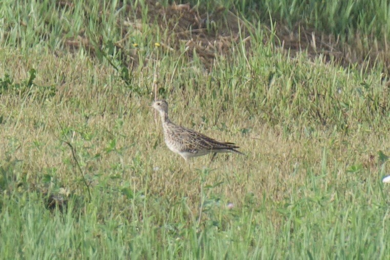 Upland Sandpiper - ML638730008