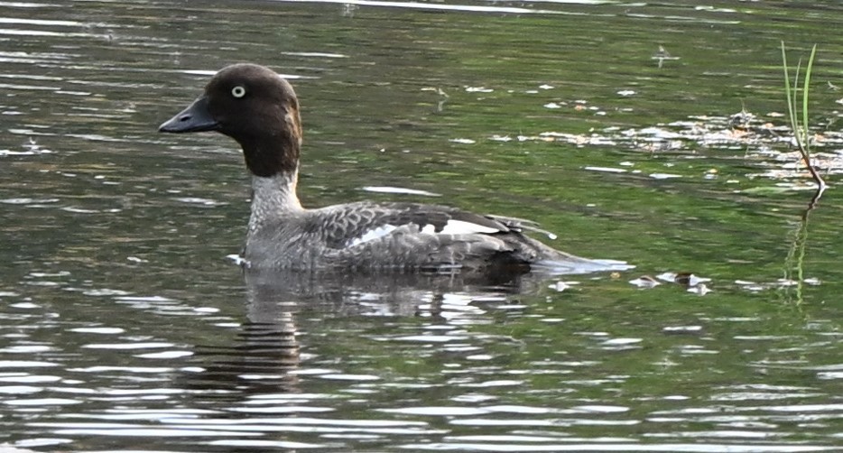 Common Goldeneye - ML638730058