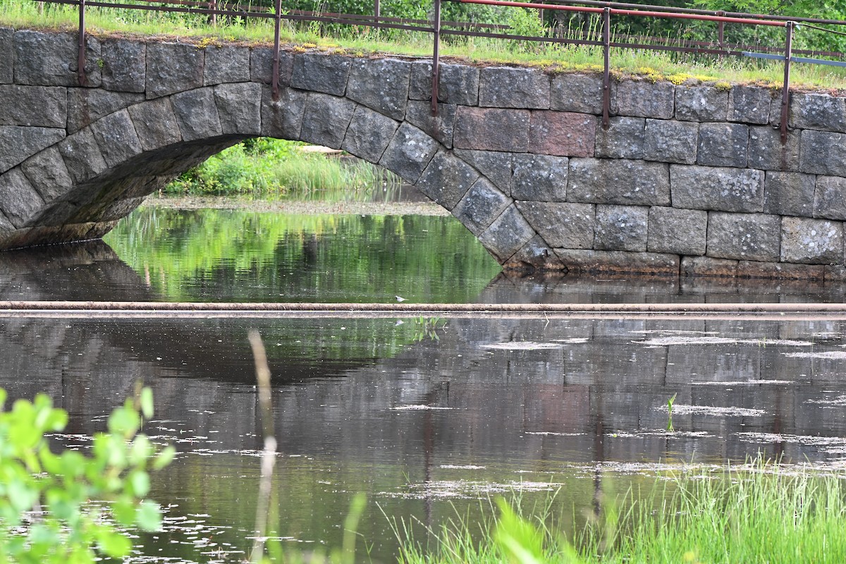 White Wagtail - ML638730092