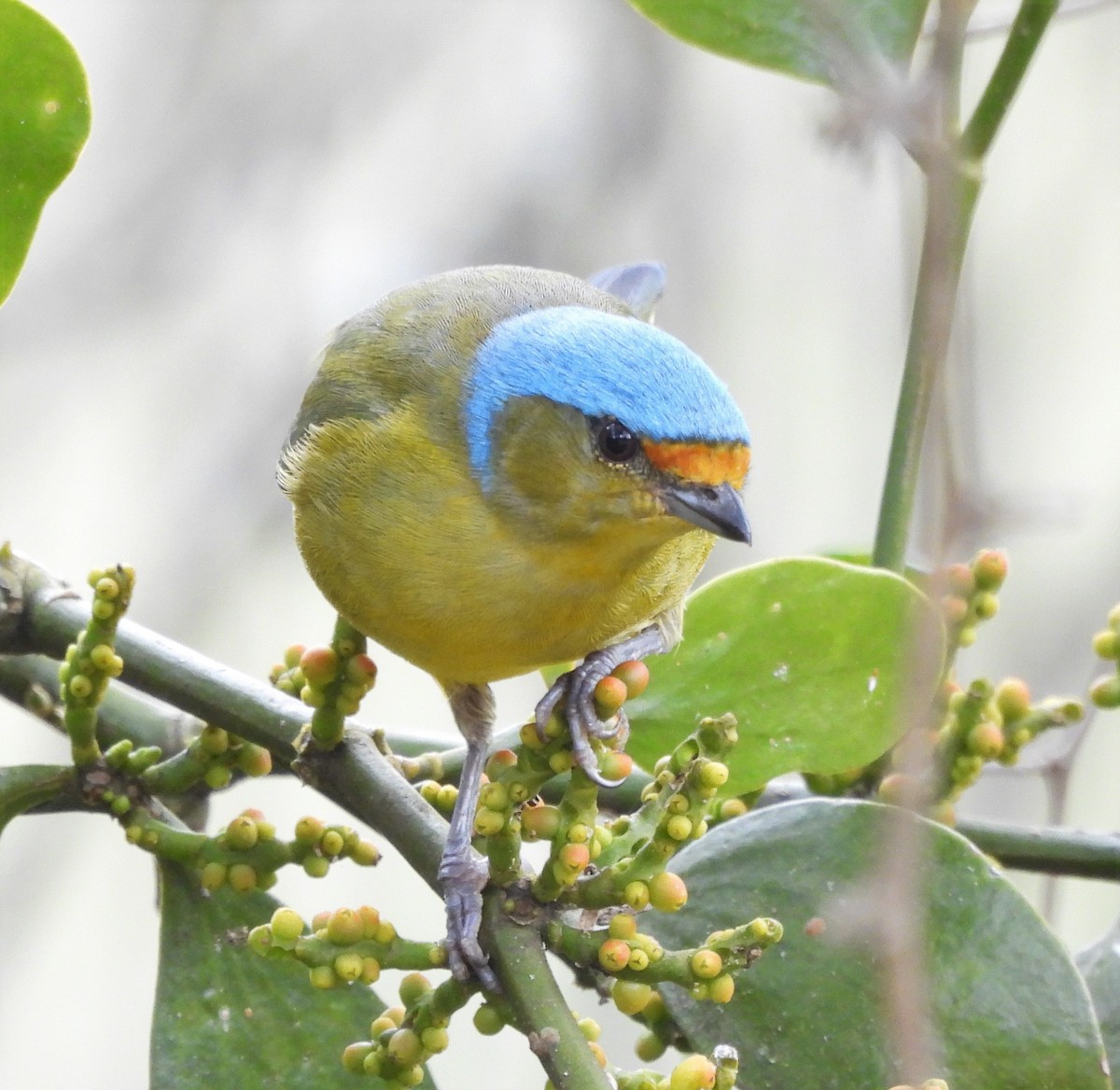 Golden-rumped Euphonia - ML638730183