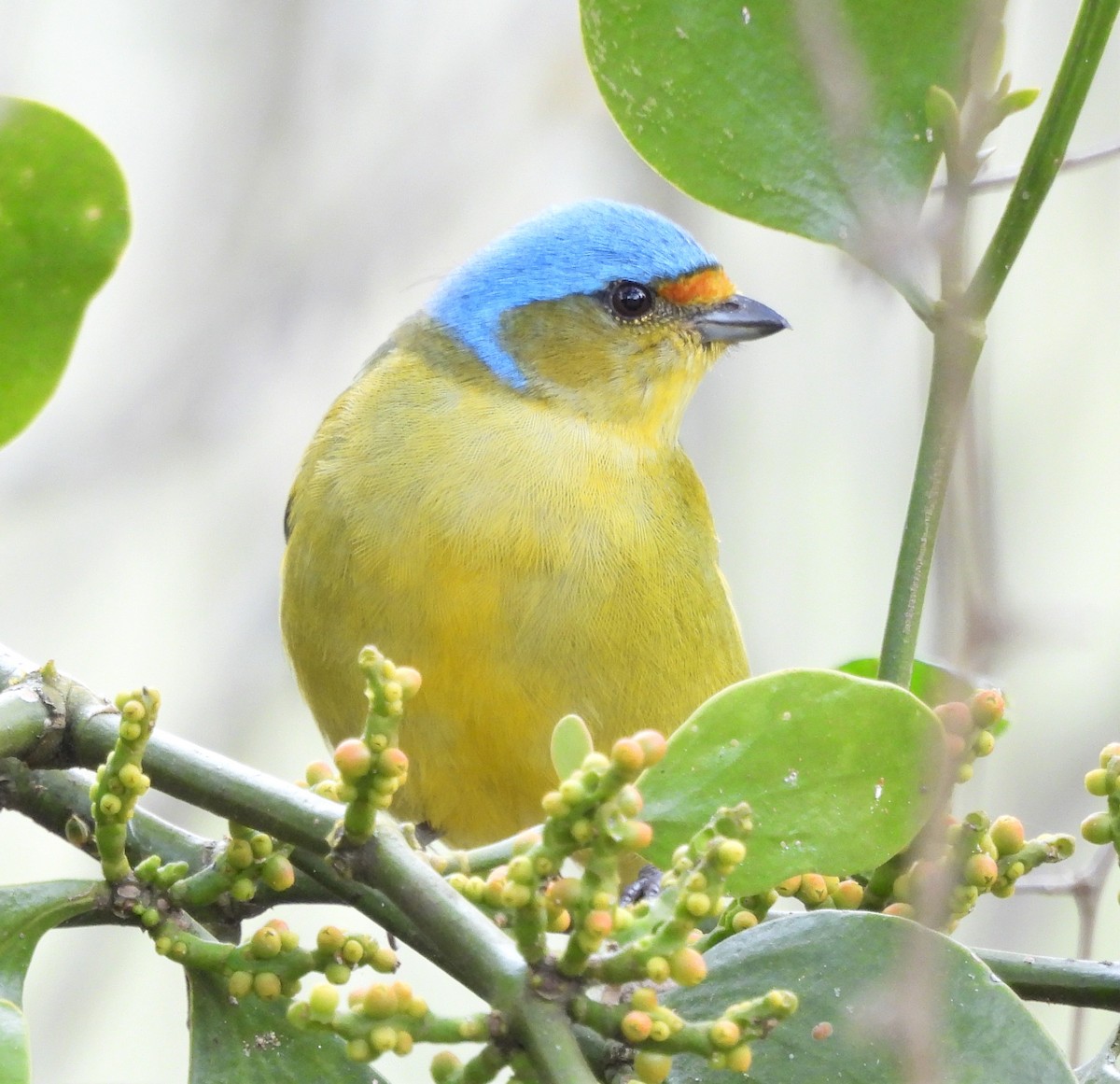 Golden-rumped Euphonia - ML638730184