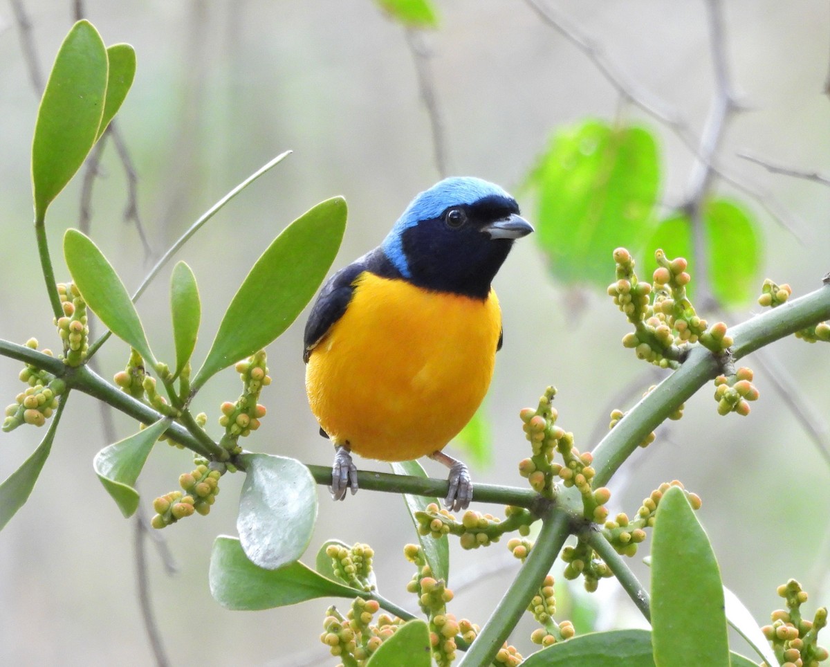 Golden-rumped Euphonia - ML638730185