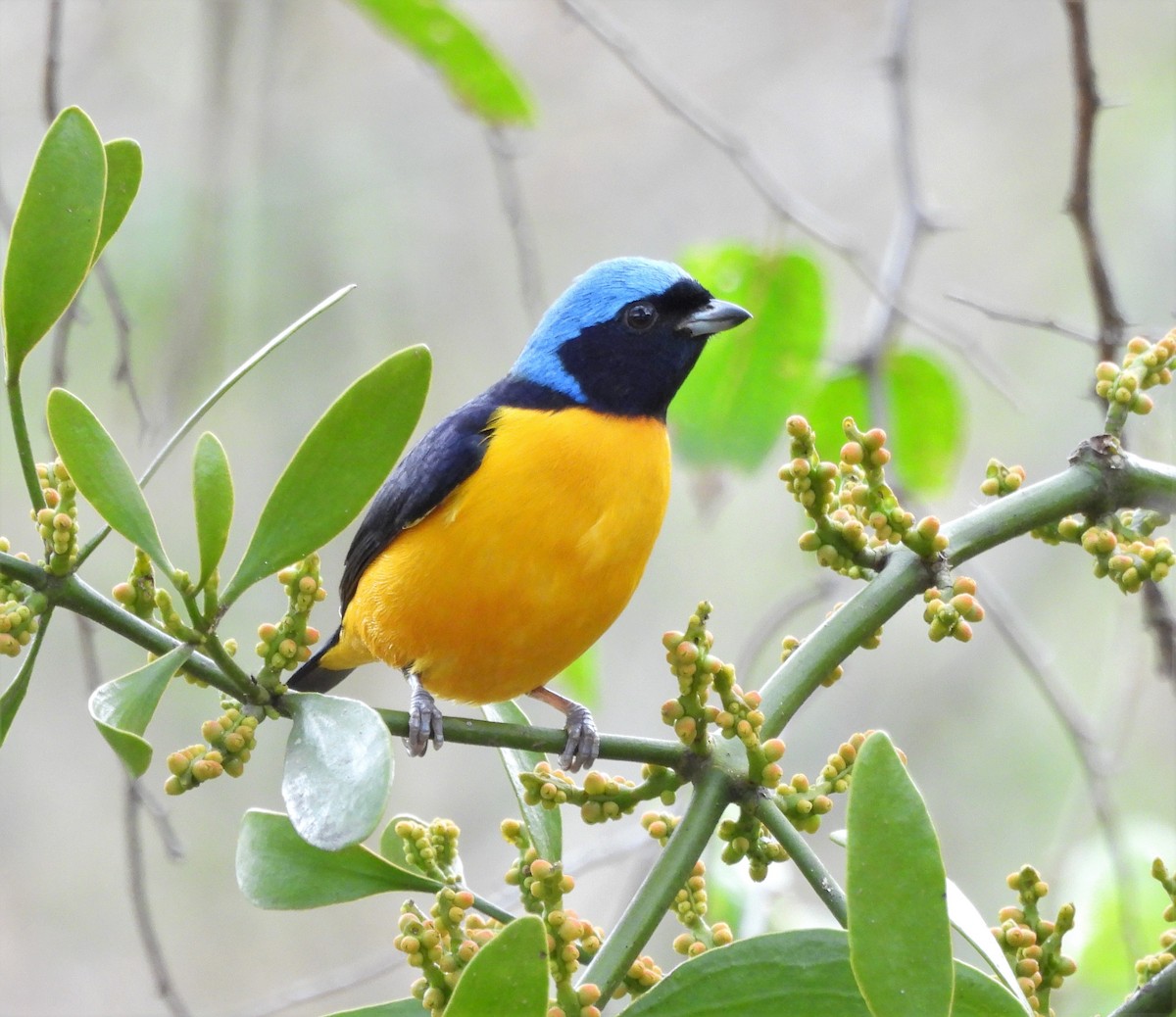 Golden-rumped Euphonia - ML638730186