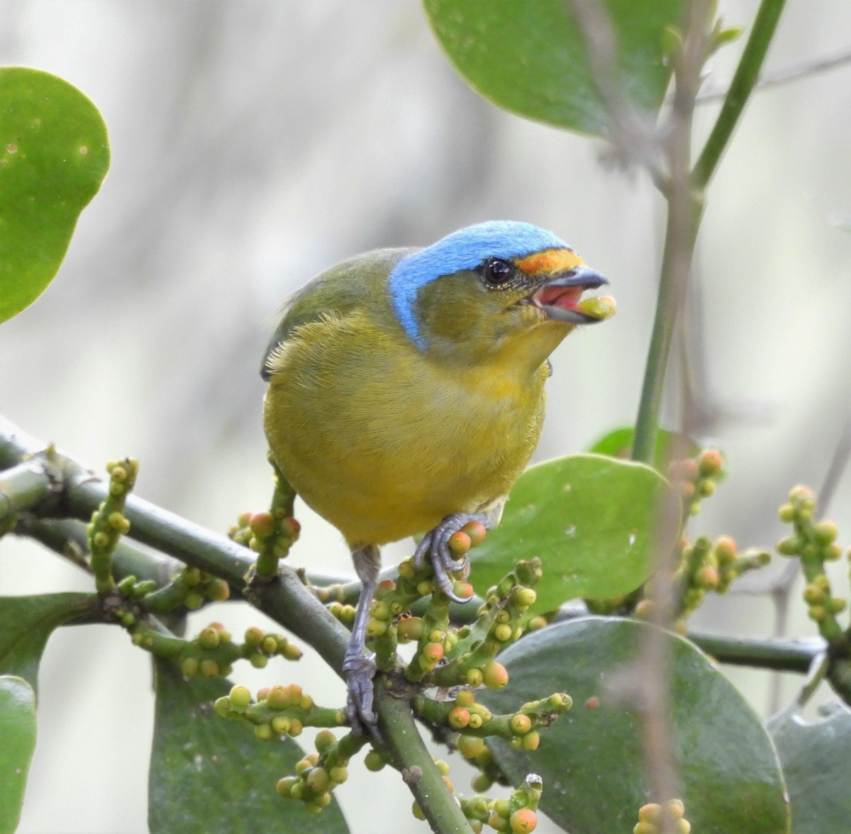 Golden-rumped Euphonia - ML638730187