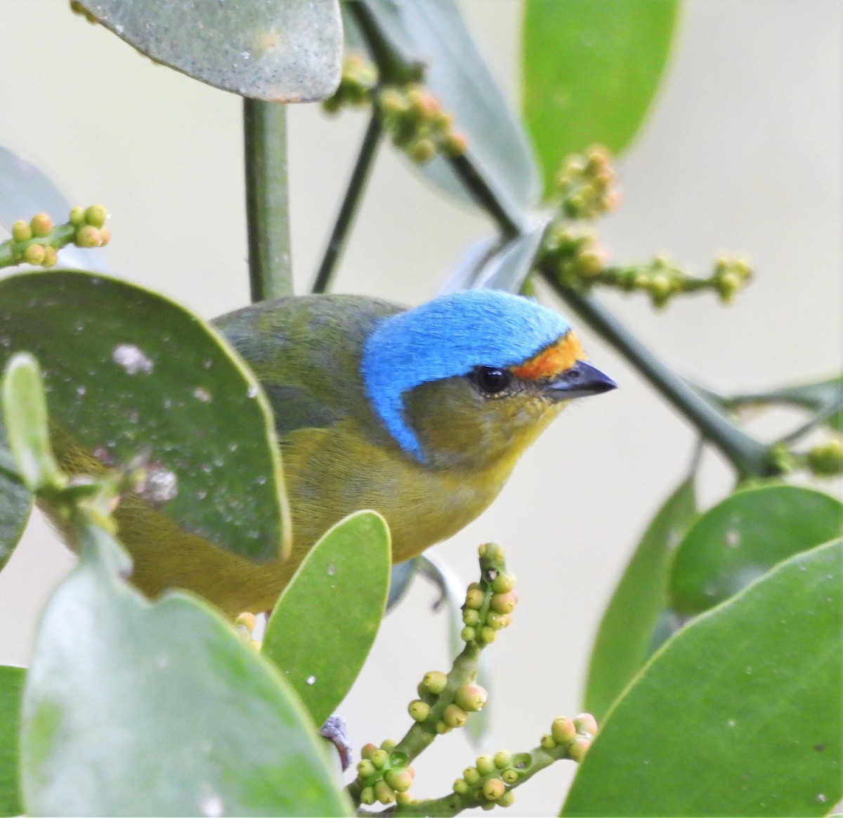 Golden-rumped Euphonia - ML638730188