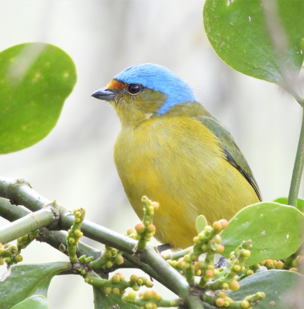 Golden-rumped Euphonia - ML638730190