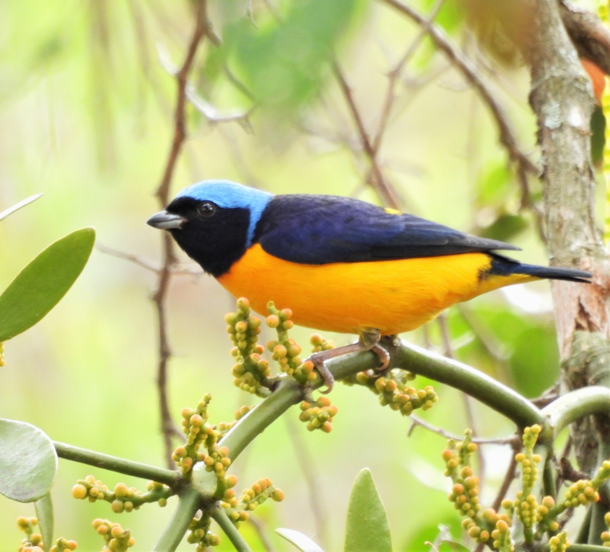Golden-rumped Euphonia - ML638730191