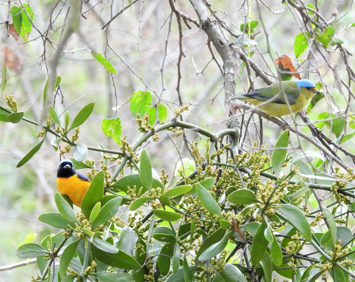 Golden-rumped Euphonia - ML638730192