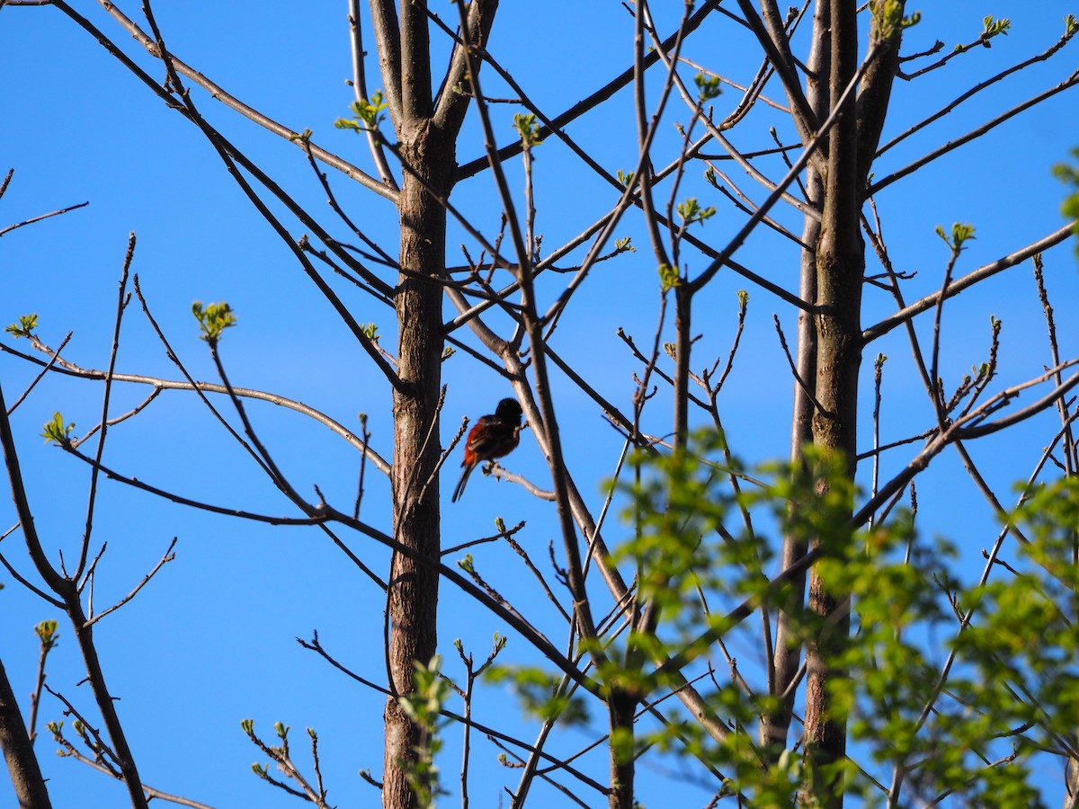Orchard Oriole - ML638730235