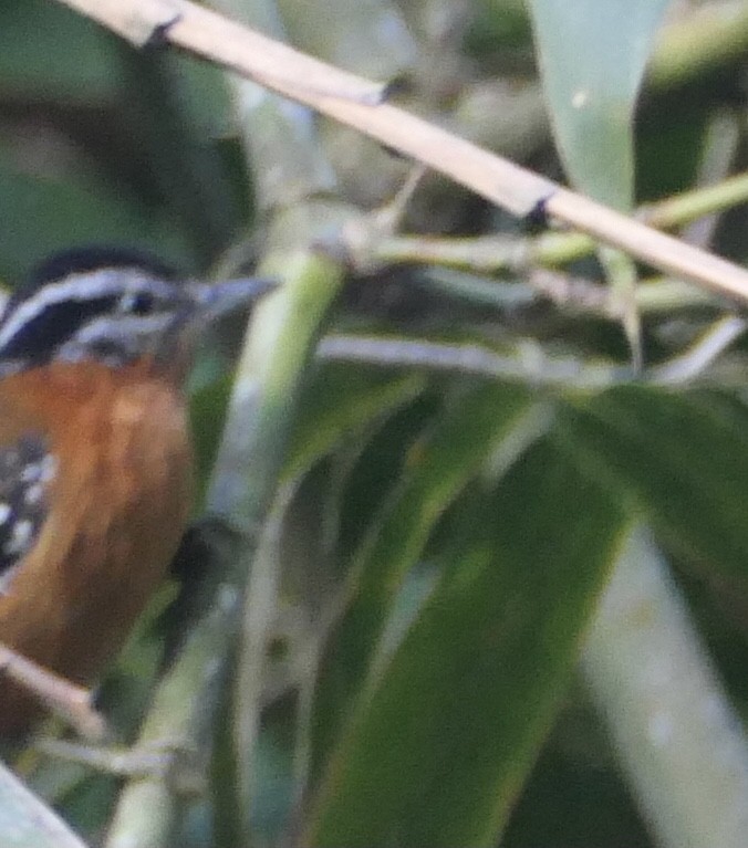 Ferruginous Antbird - ML638730238